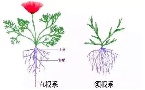 花根 意思|花茎